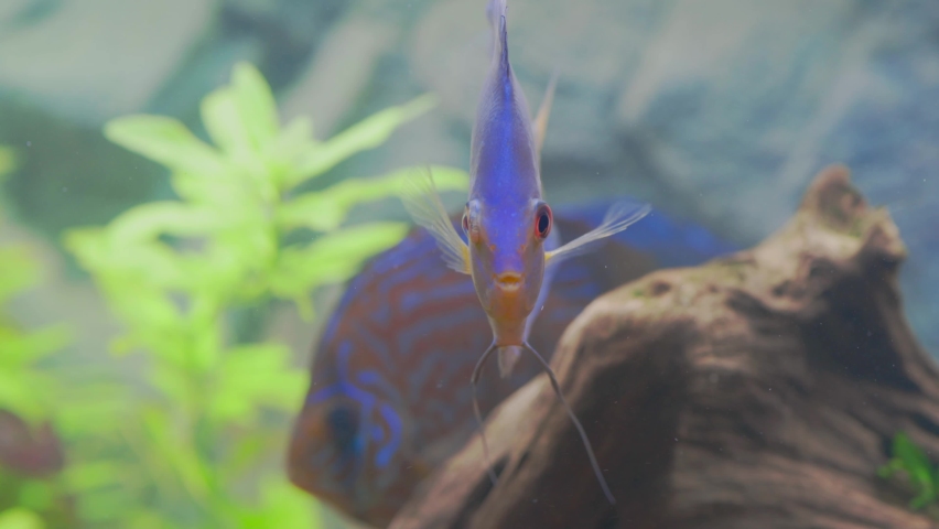 Close up view of blue diamond discus fish cichlid swimming in aquarium. Sweden. | Shutterstock HD Video #1096898619