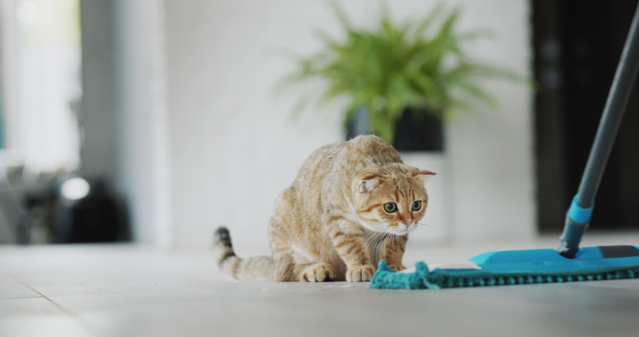 The cat watches how they wash the floor, gets scared of the mop and jumps. Funny videos with pets