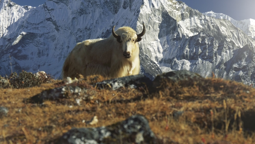 Majestic white yak against the backdrop of snowy mountains in Nepal. Gimbal shot of yak animal basking in the sun on the Everest base camp trail, Nepal Royalty-Free Stock Footage #1096901143