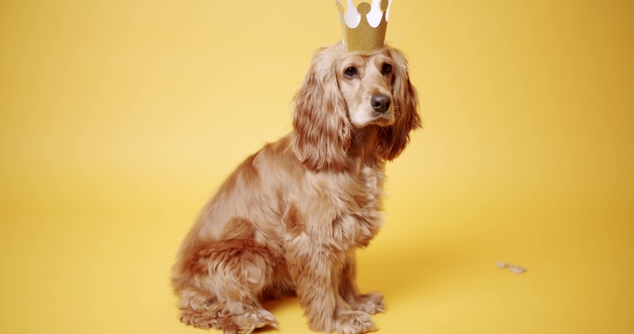 English cocker spaniel sits and poses beautifully with a gold crown on a yellow background. Dog's Birthday. The pet sits with its head up and looks at the camera. Dog Model and Funny in studio. Royalty-Free Stock Footage #1096901917