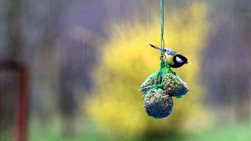 Great Tit Bird Eating in Rain On Full of Seeds Feeding Balls  Royalty-Free Stock Footage #1096902335