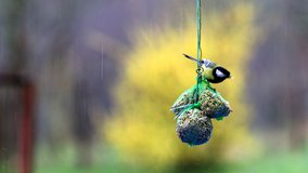 Great Tit Bird Eating in Rain On Full of Seeds Feeding Balls 