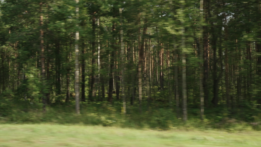 Side view driving plate through pine forest late summer