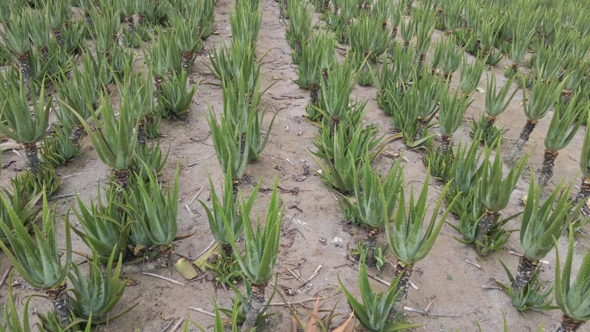Aloe Vera leaf , natural in farm garden Plantation, aerial video
