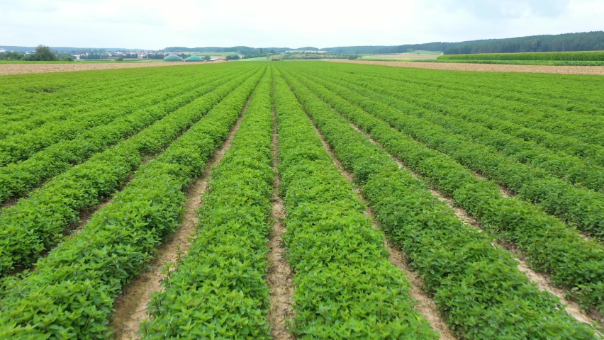 Agricultural field with sown spices. A field of mint, pepper, lemon balm, oregano or basil. Growing organic products. Industrialization of the agro-industry. Moving forward Royalty-Free Stock Footage #1096911659