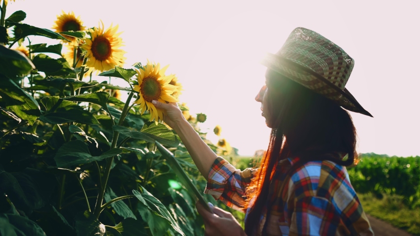 Young woman in straw hat work in sunflower field. Farmer inspects at ripe harvest of seeds. Tall plants. Manufacture food industry.