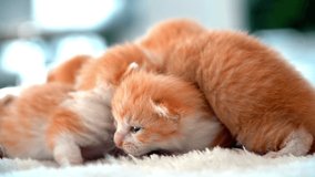 Newborn baby red cat sleeping on funny pose. Group of small cute ginger kitten. Sleep cozy nap time. Comfortable pets sleep at cozy home. Cute funny home pets. Domestic animal Young kittens. 4k video