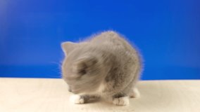 Small Hungry Kitten Eating. Little Gray Kitten Eating from Feeding Bowl on the Floor. Blue Studio Background. Cat Food. Cute Domestic Animal. Funny Pet. Chroma Key. Close-up. 4K