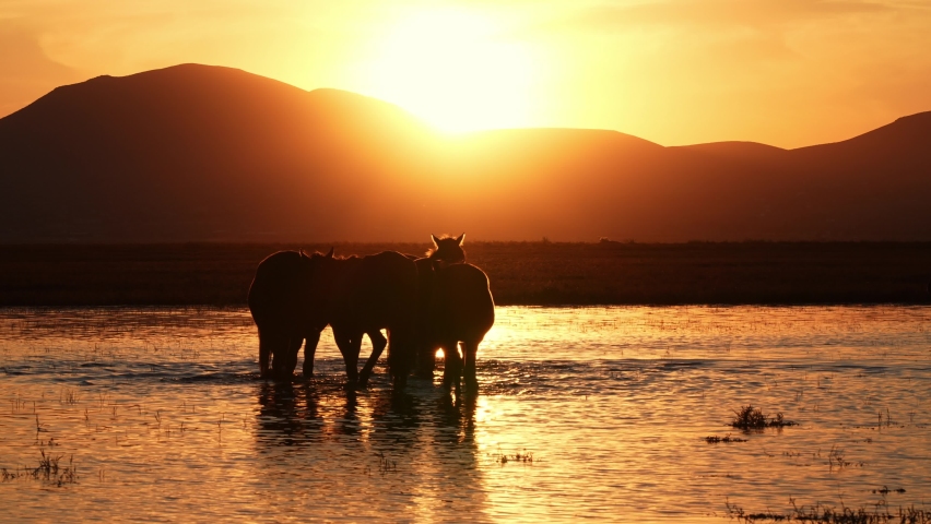 horses sunbathing in the water at sunset.