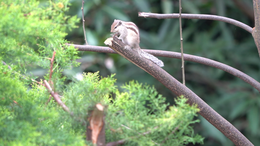 Northern palm squirrel or five striped squirrel , a common squirrel found across the urban areas of Indian Sub-continent, from Mount abu hill station, Rajasthan, India Royalty-Free Stock Footage #1096920539