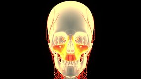 Human Skeleton System Skull Bone Parts Maxilla Anatomy Animation Concept. 3D