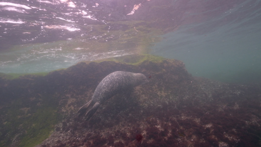 Super Slow Motion 4K 120fps: Harbor Seal in the Pacific Ocean, California, United States
