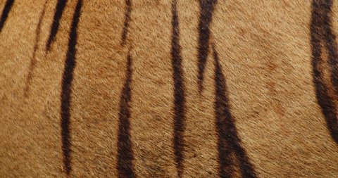 Bengal Tiger Skin Patterns, Close Up. Stripes Textures on Moving Wild Live Animal Stockvideó
