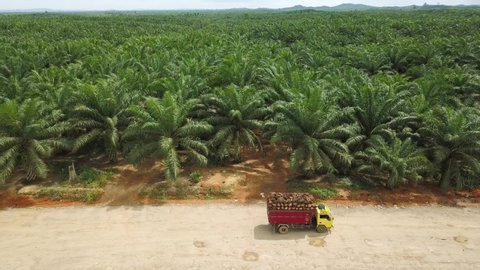 Aerial view of green the large palm oil plantation at East Asia. Kalimantan Indonesia: stockvideo