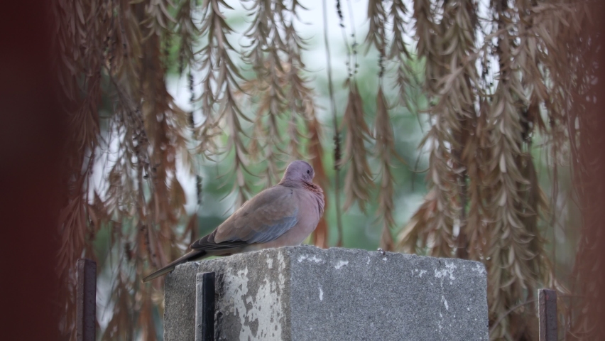 A laughing dove preached on different places.