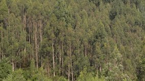 Insulated part of a green forest. Wind moving the trees. Beautiful nature landscape. Mountain picturesque nature picture. Nature conservation. Steady video.