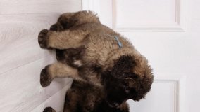  Vertical video, Leonberger puppy sits on the floor next to other puppies, video for social networks.