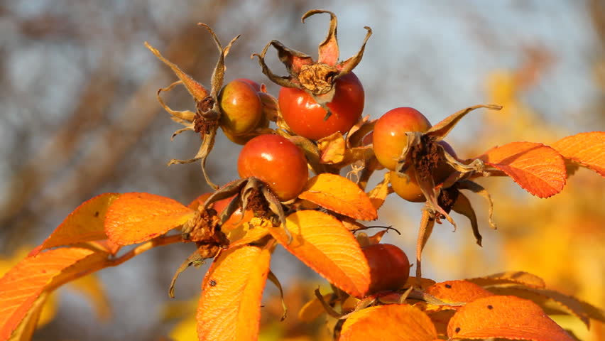 fruits and leaves of wild rose