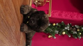 Vertical video for social networks Leonberger puppy lies on the floor and sleeps against the backdrop of Christmas decorations. Video for smartphones.
