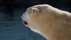 Beautiful Portrait footage of Polar bear in nature landscape near cold water of ocean, show his long tongue and smile somewhere. 4k Cinematic slow motion funny video