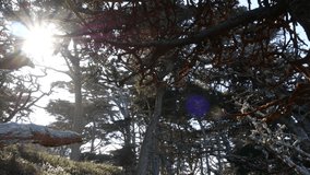 Twisted gnarled bare leafless trees branches and trunks in forest. Deep surreal mystical dead dry wood, fairy old pine cypress grove or fantasy woodland in moss. Point Lobos, Monterey, California, USA - Powered by Shutterstock - Get 15% off with code: PIKWIZARD15