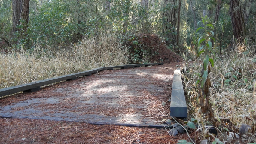 Path in forest or wood, footpath or pathway trail, grove or woodland, Point Lobos wilderness, California USA. Coniferous pine cypress trees, sunlight. Wooden boardwalk from planks, catwalk from boards