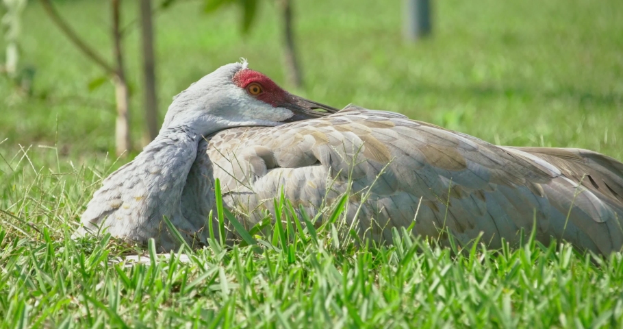 Sandhill Crane at Poinciana  FL