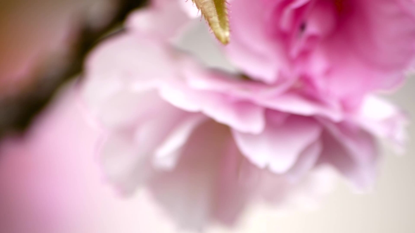 closeup of pretty pink flowers blooming on a tree