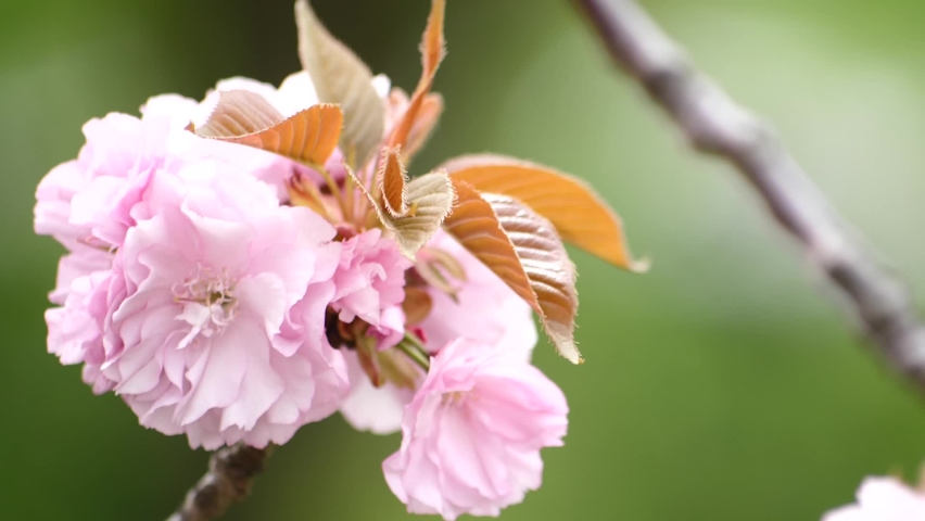 closeup of pretty pink flowers blooming on a tree