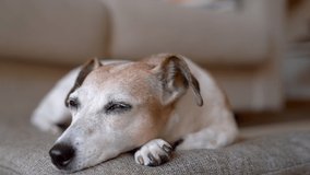 Adorable small dog face close up falling asleep. opens eyes anxiously and looks side. Tired old dog having rest closing eyes. Comfortable lying on a pillow on the floor in living room. Video footage