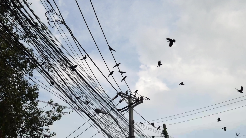 A flock of crows flying around and perched on wires.