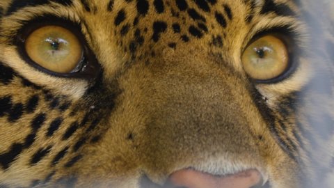 Close up of jaguar head looking around	 Stockvideo