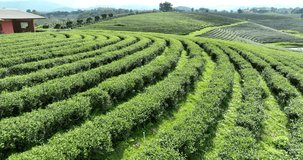 green tea plantation terrace at chiang rai northern of thailand camera moving from drone, footage 4k video
