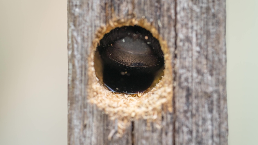 Carpenter bee drilling holes in wood full of sawdust. Close up of Tropical bumble bee (Xylocopa latipes). Explore the world of insects. 4K Footage time lapse.