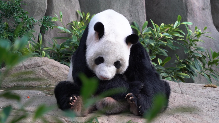 Cute giant panda, ailuropoda melanoleuca with cute facial expression, sitting on the ground, sticking its tongue out, yawning with its mouth wide open and dozing off in bright daylight.