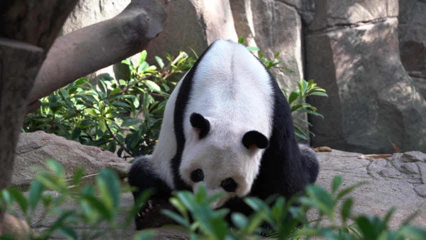 Hunchback giant panda, ailuropoda melanoleuca sitting on the ground, falling asleep dozing off in the afternoon after a feast.