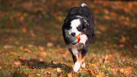 border collies do they ever slow down