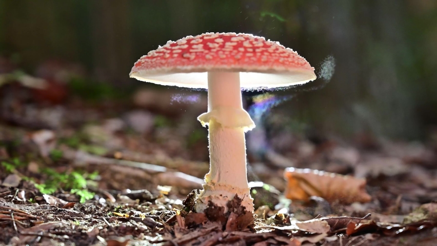 Mushrooms are releasing billion spores - They make wind to carry their spores Royalty-Free Stock Footage #1096964895