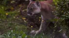 Beautiful Canadian Puma in forest. American cougar - mountain lion. Wild cat walks in the forest, scene in the woods. Wildlife America. Slow motion video