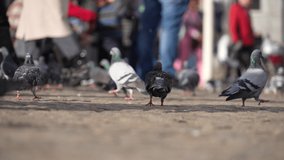 4K UHD slow-motion video of pigeons gathering at the historic dam square in Amsterdam, Netherlands