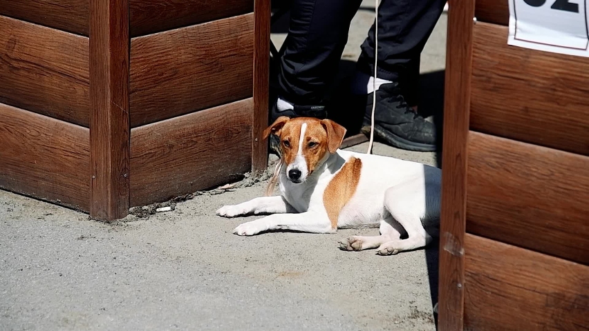 Portrait of a dog on a walk on the street with its owners