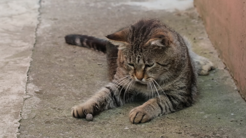 Un Chat Tigré Dort Sur De L'herbe Sèche Un Chat Se Trouve Au