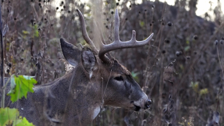 A large male whitetail deer buck with antlers stands calmly amongst the undergrowth plants and shrubs in the sunlight at dusk before walking away.
