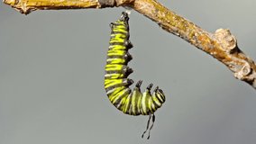 Monarch caterpillar transforms into a chrysalis cacoon in 4K timelapse