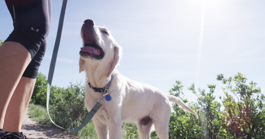 Golden retriever puppy on leash on dirt trail looking up at girl on sunny day. RED 4K.R3D slowmo