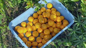 Mandarin orange picking Vegetable garden