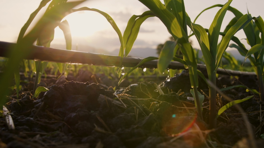 Water drips into soil from drip tape, agriculture drip irrigation system in corn sapling plantation with sun shines in evening, low angle, agricultural technology and saving water Royalty-Free Stock Footage #1096981615