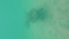 Big turtle swimming in the ocean, vertical video