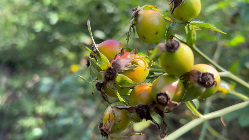 Rose hips grow on thorny bush in early morning | Shutterstock HD Video #1096981959