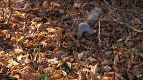 squirrel in autumn foliage in the park. slow motion. 4k video.